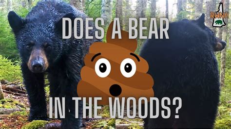 does a bear poop in the woods|does a bear shit in the woods .